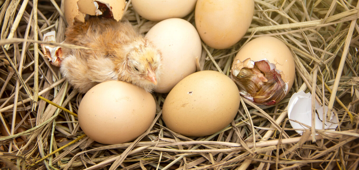 Hatching Chicken Eggs Without An Incubator Tips – Mother Earth News - Vimarsana News
